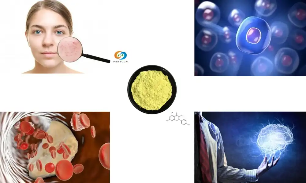 Boost Brain Power Naturally with Kaempferol Powder